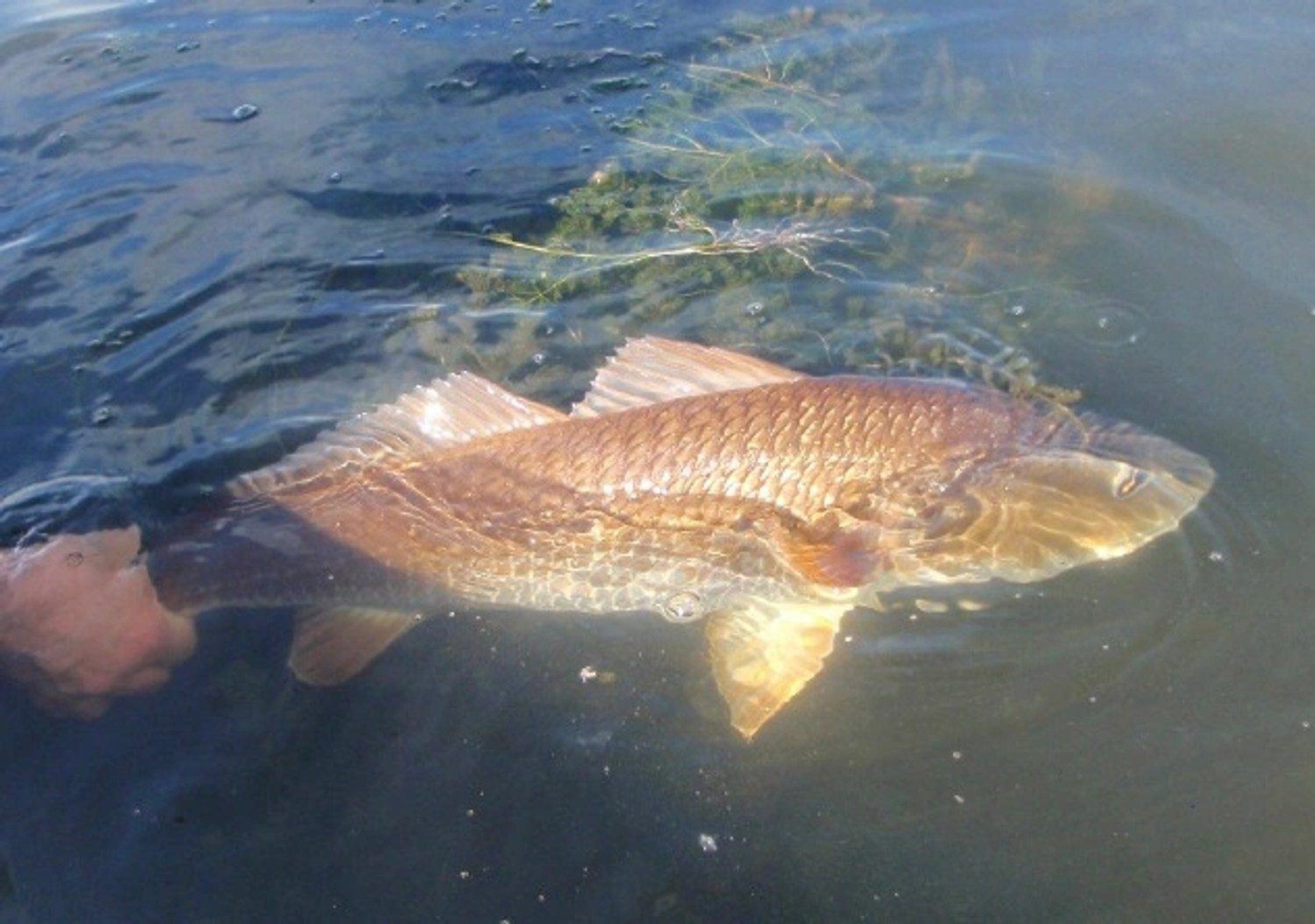 Redfish in clear Laguna Madre water