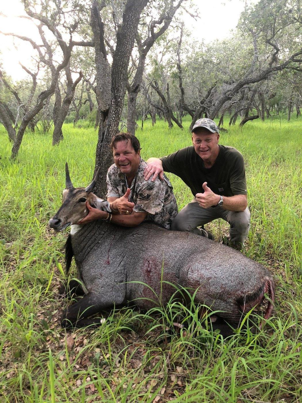 A South Texas nilgai taken near the lodge