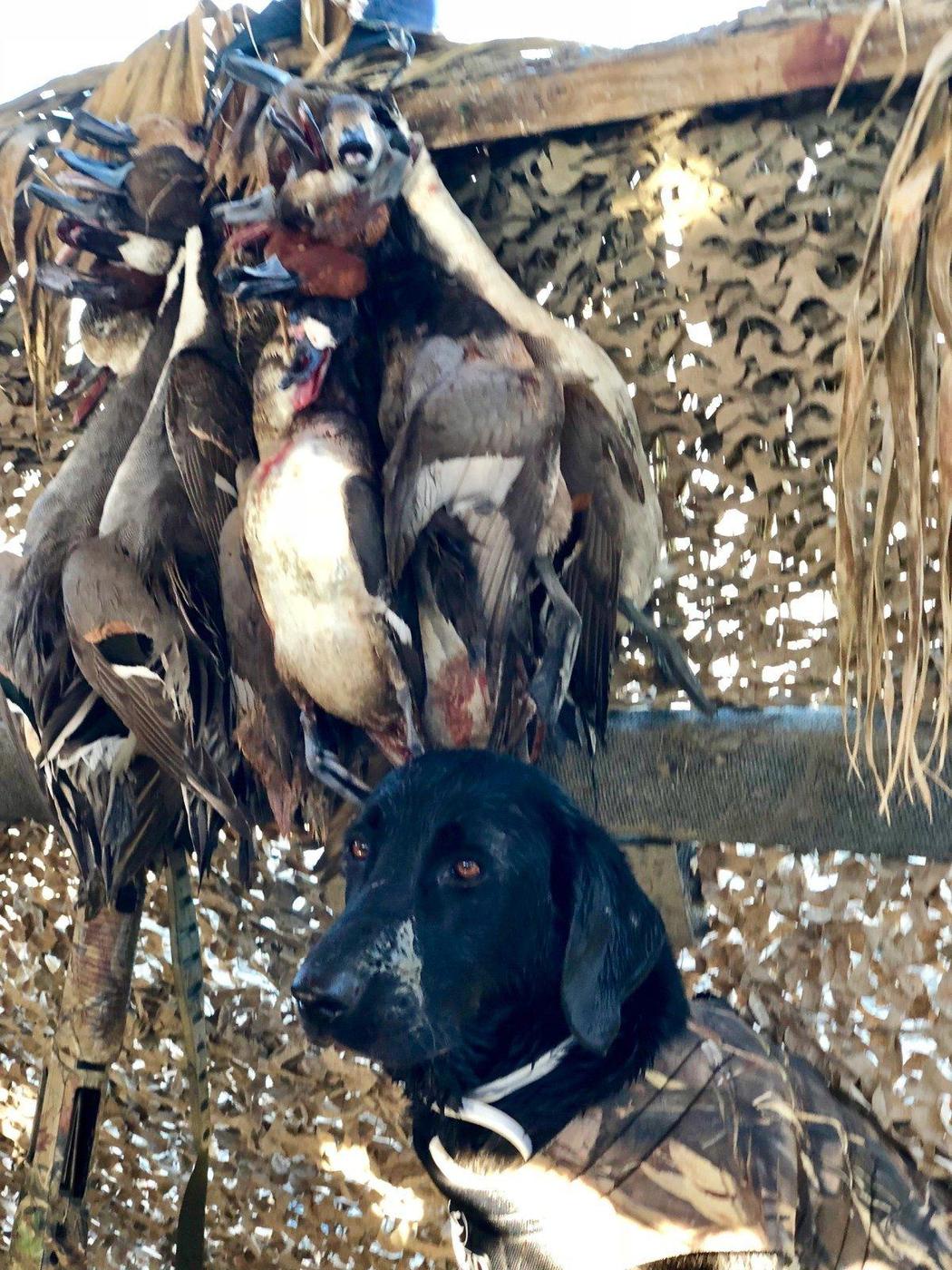 Ducks over South Texas coastal habitat