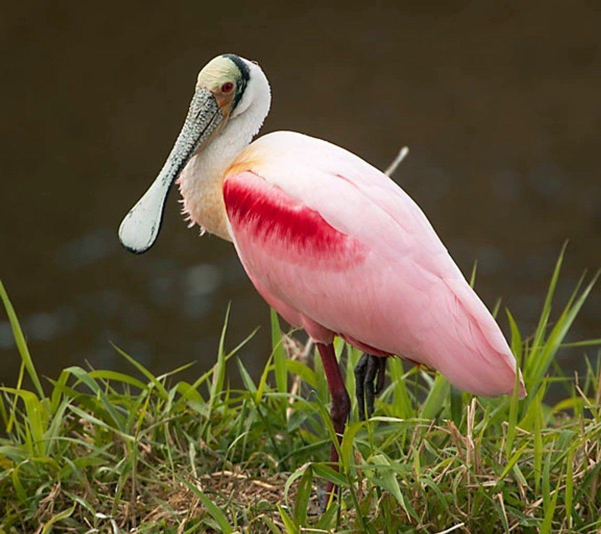 Roseate spoonbill in the Rio Grande Valley flyway