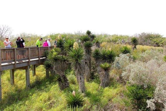 Boardwalk through the yucca flats behind the lodge