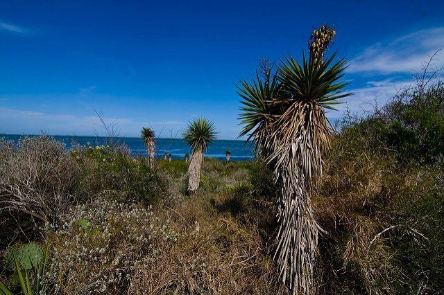 Coastal yucca and brush where the arroyo meets the bay