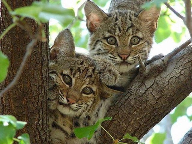 Bobcat kittens in a tree on the property