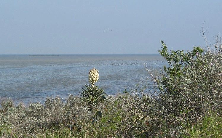 Shoreline view across the Lower Laguna Madre