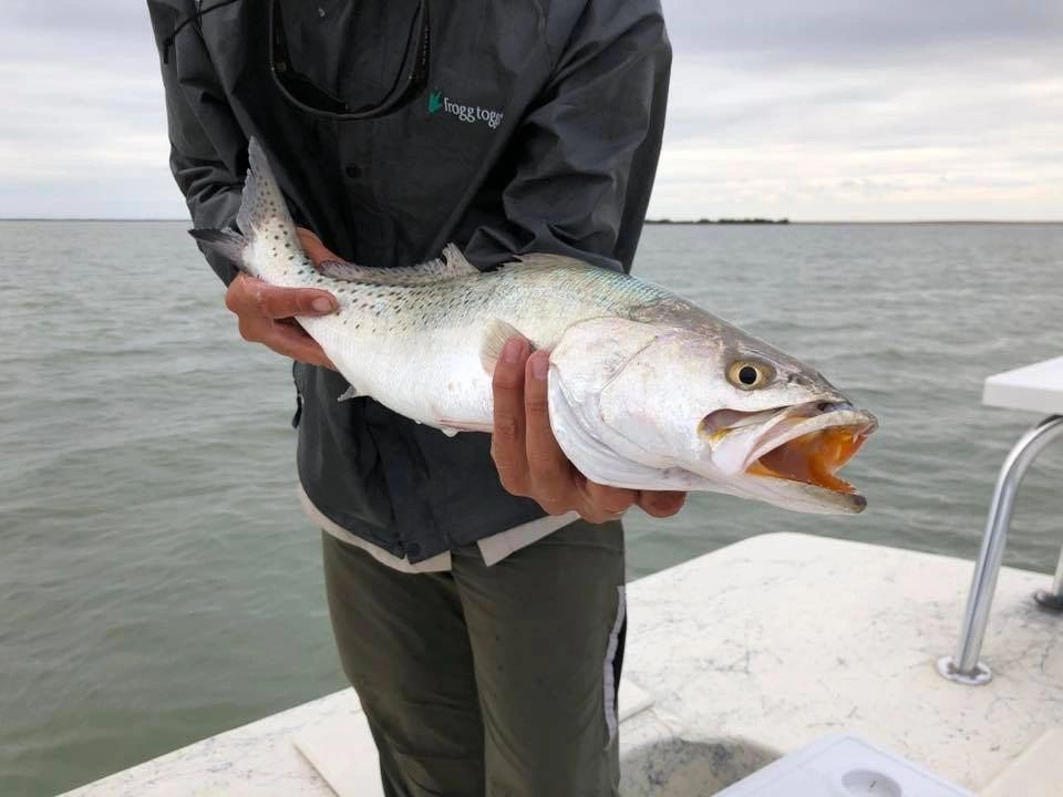 Speckled trout held up on the bow before release