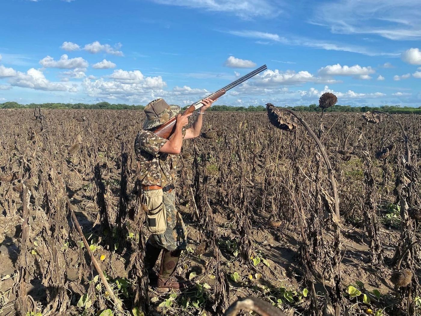 Shooting white-winged dove over a South Texas sunflower field