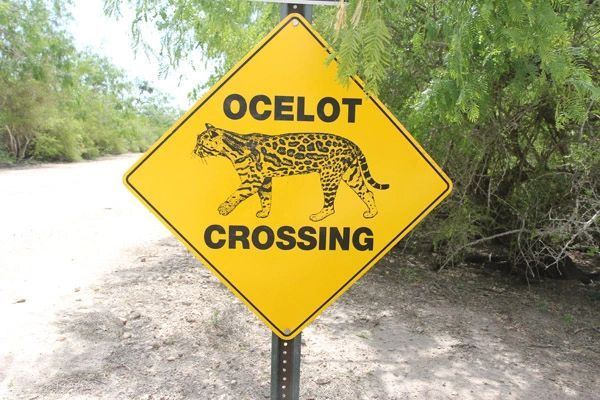 Ocelot crossing sign on the road to the lodge