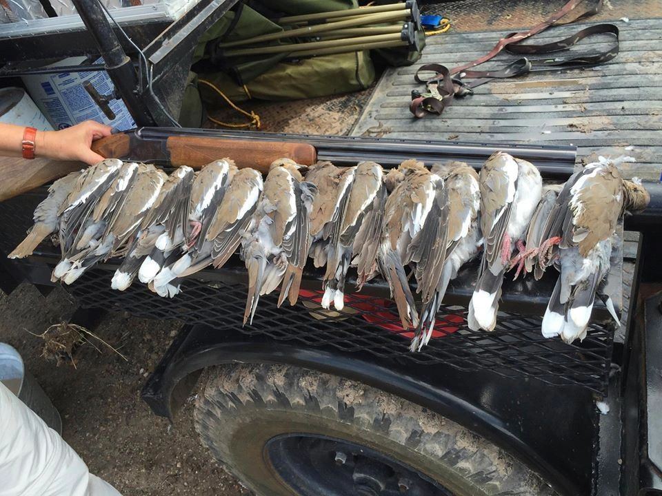A limit of white-winged dove laid out on the tailgate