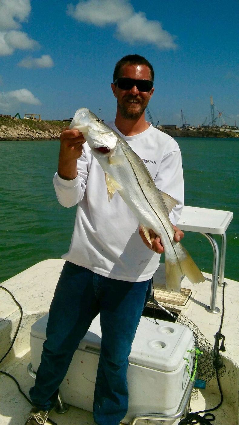Snook caught in the deeper water near the jetties