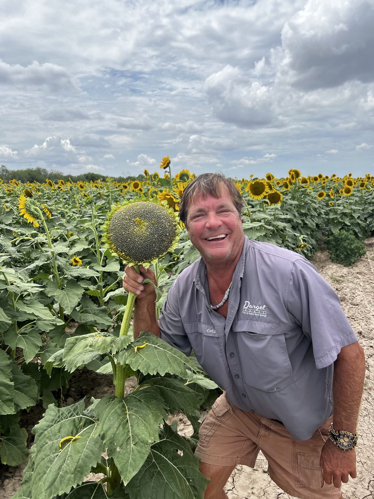 Sunflower field on the property, hunted for white-winged dove